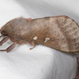 Oxycanus australis at Higgins, ACT - 5 May 2022