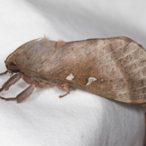 Oxycanus australis at Higgins, ACT - 5 May 2022