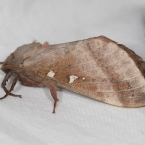 Oxycanus australis at Higgins, ACT - 5 May 2022