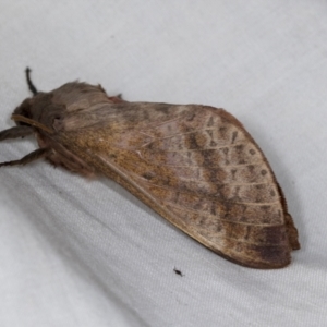 Oxycanus (genus) at Higgins, ACT - 5 May 2022