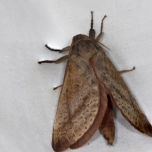 Oxycanus (genus) at Higgins, ACT - 5 May 2022