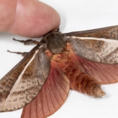 Oxycanus sp. (genus) (Unidentified Oxycanus moth) at Higgins, ACT - 5 May 2022 by AlisonMilton