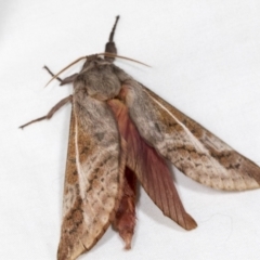 Oxycanus (genus) at Higgins, ACT - 5 May 2022