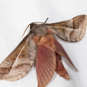 Oxycanus (genus) at Higgins, ACT - 5 May 2022