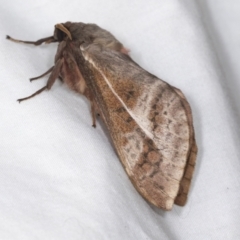 Oxycanus (genus) at Higgins, ACT - 5 May 2022