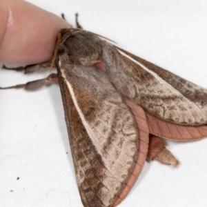 Oxycanus (genus) at Higgins, ACT - 5 May 2022 02:21 PM