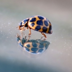 Harmonia conformis (Common Spotted Ladybird) at Booth, ACT - 9 May 2022 by RodDeb