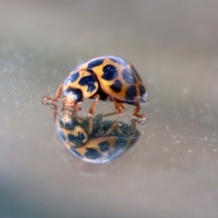 Harmonia conformis at Booth, ACT - 9 May 2022