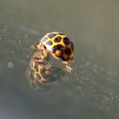 Harmonia conformis at Booth, ACT - 9 May 2022