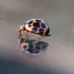 Harmonia conformis at Booth, ACT - 9 May 2022