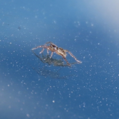 Lycosidae (family) (Wolf spider) at Booth, ACT - 9 May 2022 by RodDeb