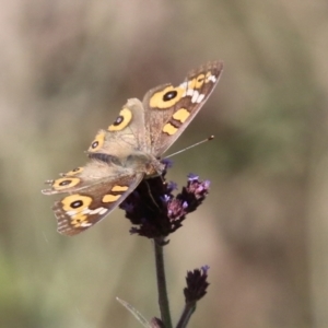 Junonia villida at Booth, ACT - 9 May 2022