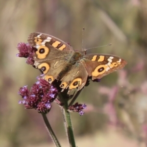 Junonia villida at Booth, ACT - 9 May 2022