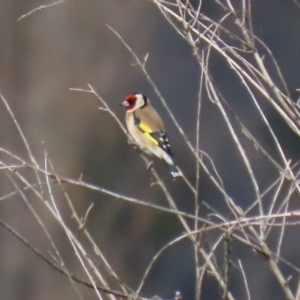 Carduelis carduelis at Booth, ACT - 9 May 2022