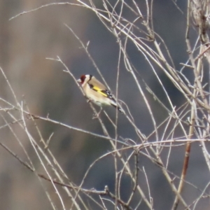 Carduelis carduelis at Booth, ACT - 9 May 2022 01:26 PM