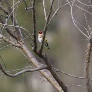 Carduelis carduelis at Booth, ACT - 9 May 2022 01:26 PM