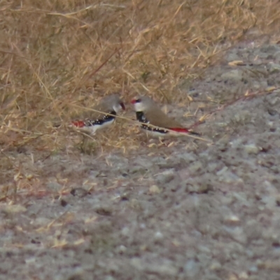 Stagonopleura guttata (Diamond Firetail) at Booth, ACT - 9 May 2022 by RodDeb