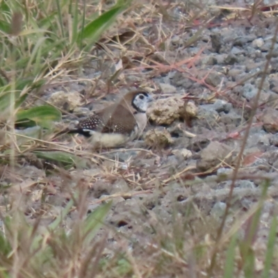 Stizoptera bichenovii (Double-barred Finch) at Booth, ACT - 9 May 2022 by RodDeb