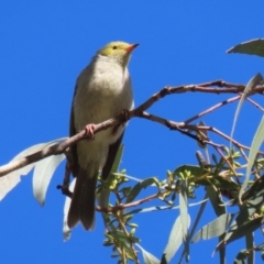 Ptilotula penicillata (White-plumed Honeyeater) at Booth, ACT - 9 May 2022 by RodDeb