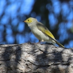 Ptilotula penicillata at Booth, ACT - 9 May 2022