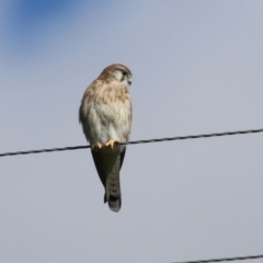 Falco cenchroides (Nankeen Kestrel) at Booth, ACT - 9 May 2022 by RodDeb