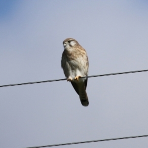 Falco cenchroides at Booth, ACT - 9 May 2022 11:46 AM