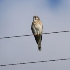 Falco cenchroides at Booth, ACT - 9 May 2022 11:46 AM