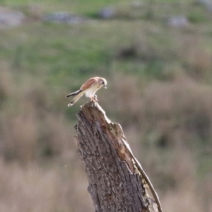 Falco cenchroides at Booth, ACT - 9 May 2022 11:46 AM