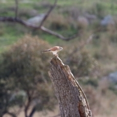 Falco cenchroides at Booth, ACT - 9 May 2022 11:46 AM