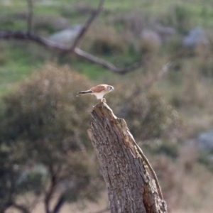 Falco cenchroides at Booth, ACT - 9 May 2022 11:46 AM