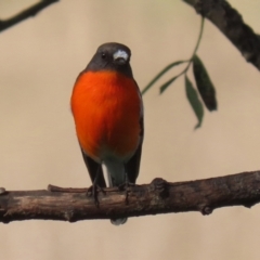 Petroica phoenicea (Flame Robin) at Booth, ACT - 9 May 2022 by RodDeb