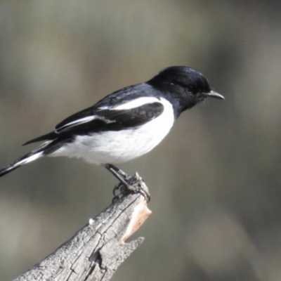 Melanodryas cucullata (Hooded Robin) at Booth, ACT - 9 May 2022 by RodDeb