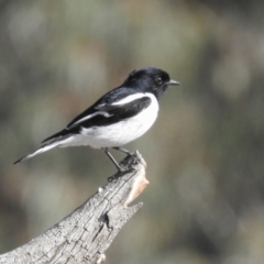 Melanodryas cucullata cucullata at Booth, ACT - suppressed