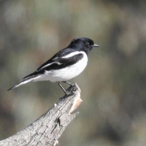 Melanodryas cucullata cucullata at Booth, ACT - 9 May 2022