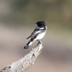 Melanodryas cucullata cucullata at Booth, ACT - suppressed