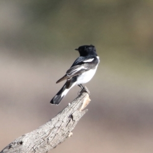 Melanodryas cucullata cucullata at Booth, ACT - 9 May 2022