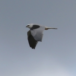 Elanus axillaris at Booth, ACT - 9 May 2022 01:40 PM