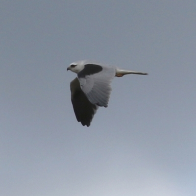 Elanus axillaris (Black-shouldered Kite) at Booth, ACT - 9 May 2022 by RodDeb