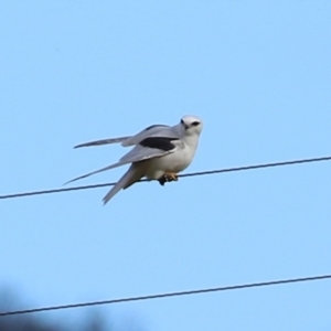 Elanus axillaris at Booth, ACT - 9 May 2022