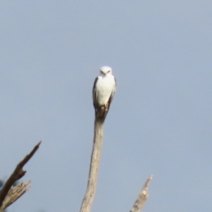 Elanus axillaris at Booth, ACT - 9 May 2022 01:40 PM