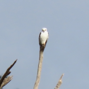 Elanus axillaris at Booth, ACT - 9 May 2022 01:40 PM