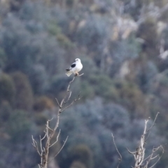 Elanus axillaris at Booth, ACT - 9 May 2022 01:40 PM