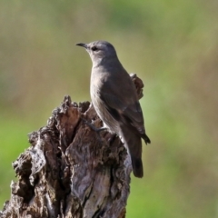 Climacteris picumnus victoriae at Booth, ACT - 9 May 2022