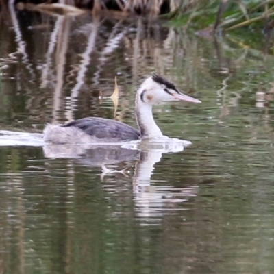 Podiceps cristatus (Great Crested Grebe) at Jerrabomberra Wetlands - 10 May 2022 by RodDeb