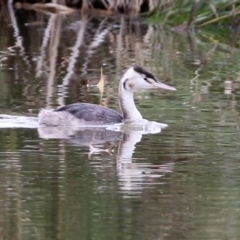 Podiceps cristatus (Great Crested Grebe) at Jerrabomberra Wetlands - 10 May 2022 by RodDeb