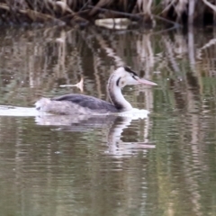 Podiceps cristatus at Fyshwick, ACT - 10 May 2022 12:50 PM