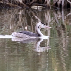 Podiceps cristatus at Fyshwick, ACT - 10 May 2022