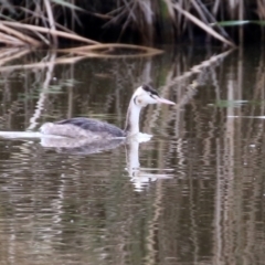 Podiceps cristatus at Fyshwick, ACT - 10 May 2022