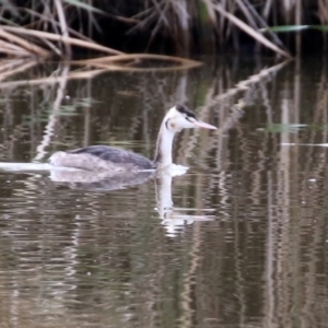 Podiceps cristatus at Fyshwick, ACT - 10 May 2022