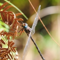 Austroaeschna multipunctata (Multi-spotted Darner) at Robertson, NSW - 6 May 2022 by Harrisi